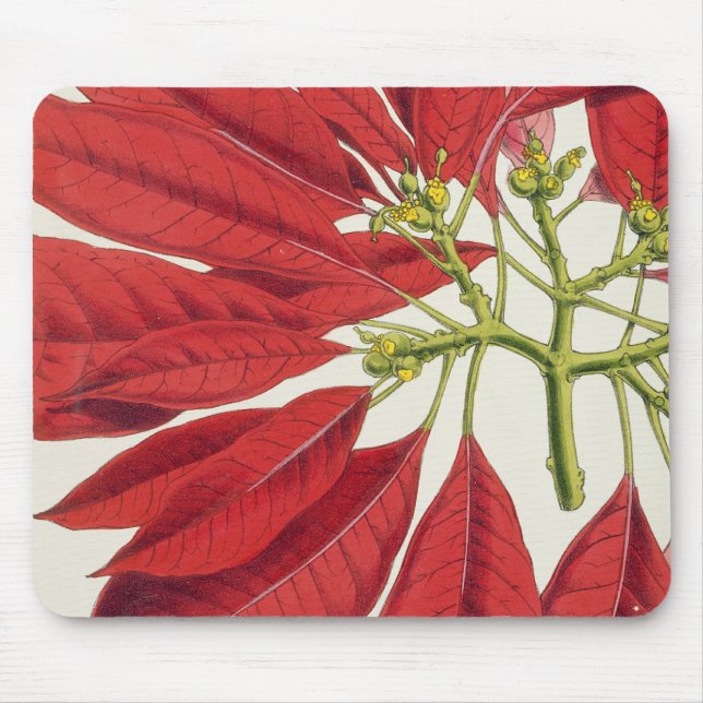 Mousepad Poinsétia Pulcherrima (litho da cor) (Frente)