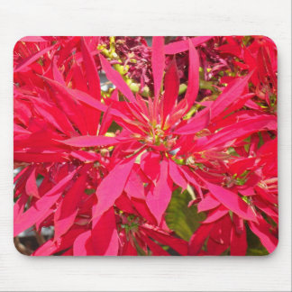 Mousepad Pointsettias em San Diego