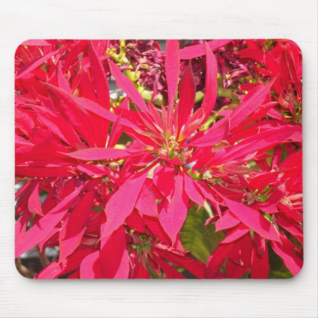 Mousepad Pointsettias em San Diego (Frente)