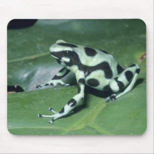 Mousepad Poison Dart Sapo (Dendrobates auratus) Cahuita
