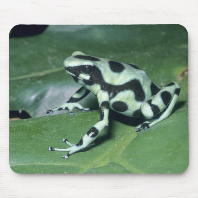 Mousepad Poison Dart Sapo (Dendrobates auratus) Cahuita (Frente)