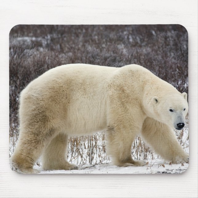 Mousepad Polar Ursus maritimus) em Churchill (Frente)