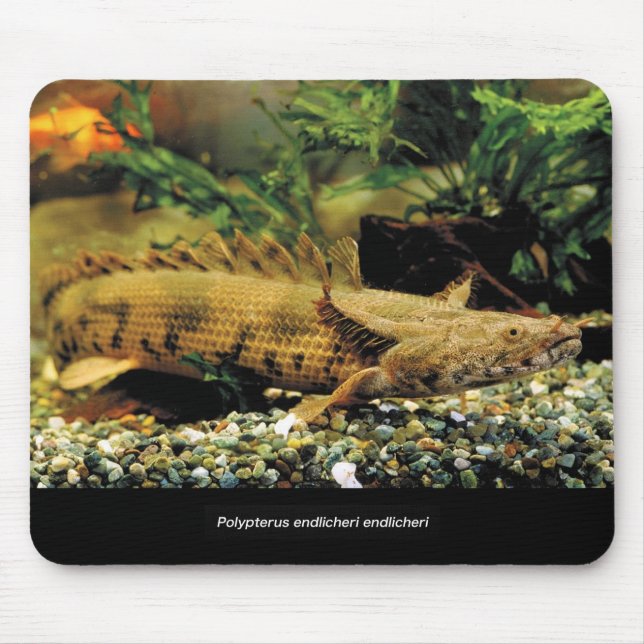 Mousepad Polypterus Endlicheri Endlicheriの 幼 の マ ウ 魚 . (Frente)