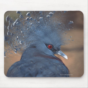Mousepad pombo coroado