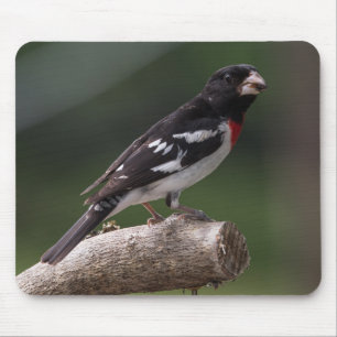 Mousepad Pombo-grosbeak-de-peito-rosa-macho