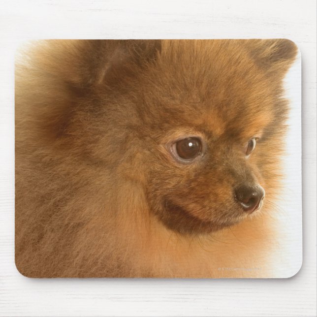 Mousepad Pomerânia (Frente)