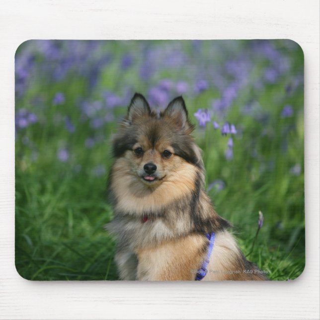 Mousepad Pomeranian na grama (Frente)
