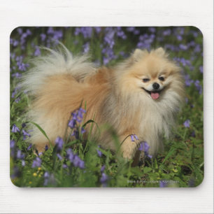 Mousepad Pomeranian que olha a câmera nos Bluebells