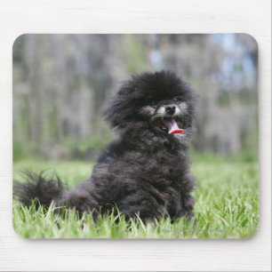 Mousepad Pomeranian superior preto