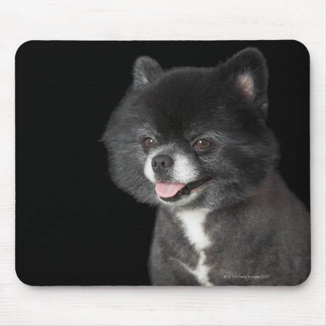 Mousepad Pomeraniano Negro olhando para a esquerda (Frente)