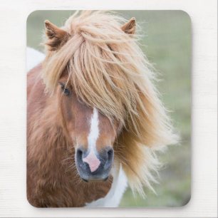 Mousepad Pône Shetland na Ilha de Unst