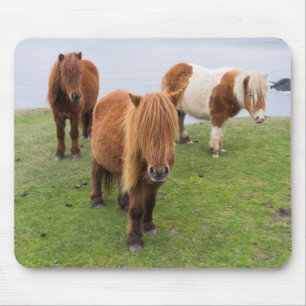 Mousepad Pônei Shetland em Pastagem Perto de Falésias Altas