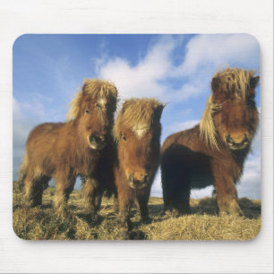 Mousepad Pônei Shetland, parte continental das Ilhas Shetla