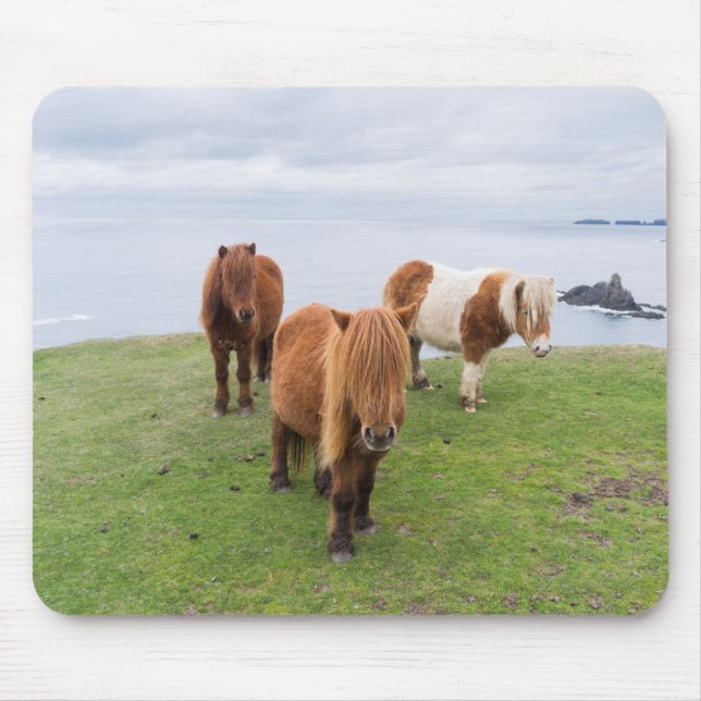 Mousepad Pôneo Shetland na Pastura perto de saltos altos (Frente)