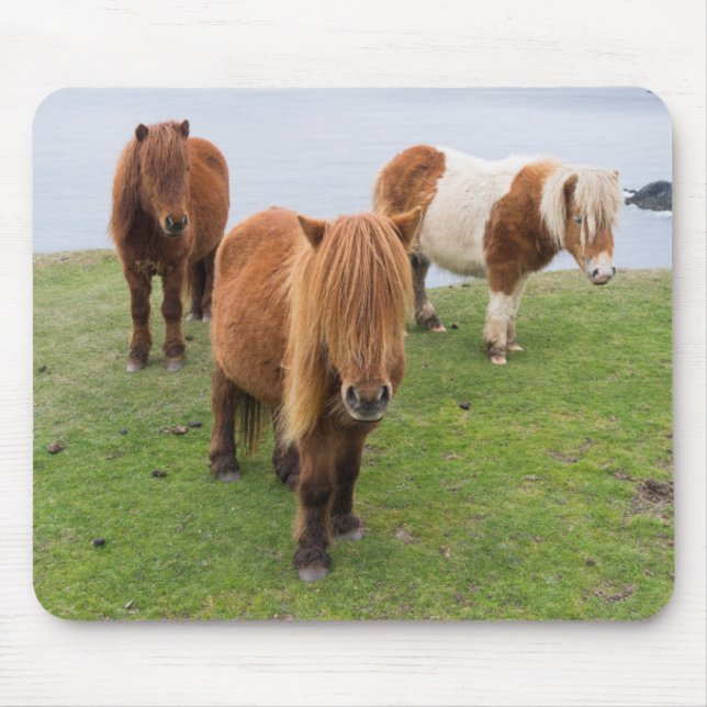 Mousepad Pôneo Shetland na Pastura perto de saltos altos (Frente)