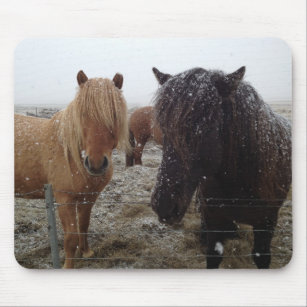 Mousepad Pônios islandeses, cavalos da Islândia em presente