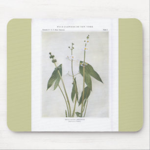 Mousepad Ponta de Sátira Ampla - Sagittaria latifolia