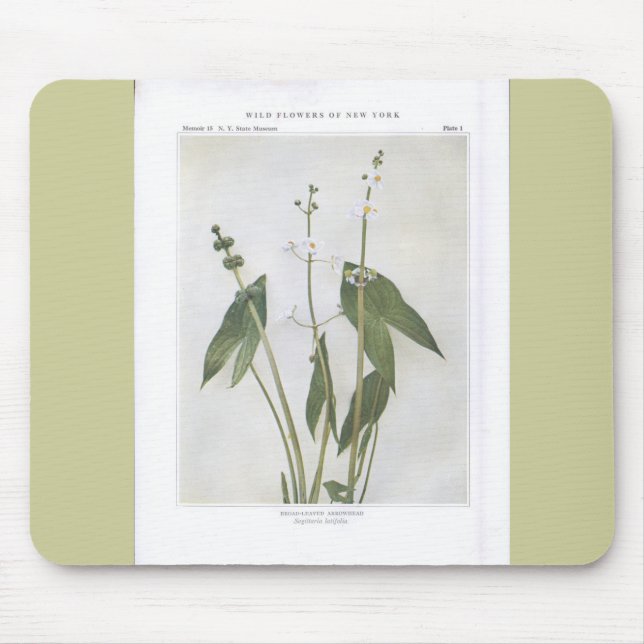Mousepad Ponta de Sátira Ampla - Sagittaria latifolia (Frente)