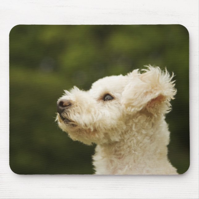 Mousepad Poodle (branco) 2 (Frente)