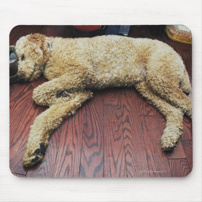 Mousepad Poodle Standard Dormindo no Chão (Frente)