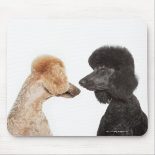 Mousepad Poodles examinando um ao outro