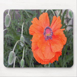 Mousepad Poppy chinês...  .