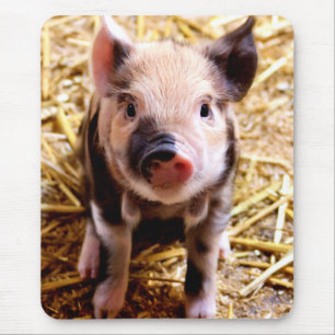 Mousepad Porco De Bebê Cugado
