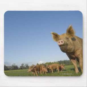 Mousepad Porco em um campo