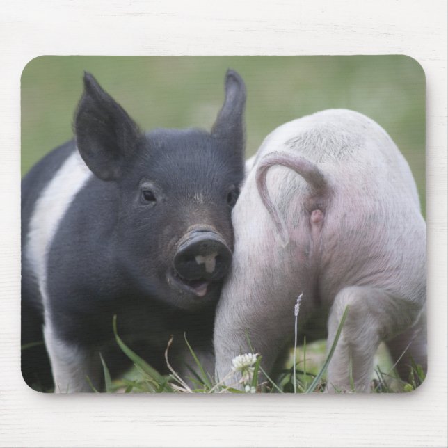 Mousepad Porcos do bebê de Twp; Leitão bonitos no campo (Frente)