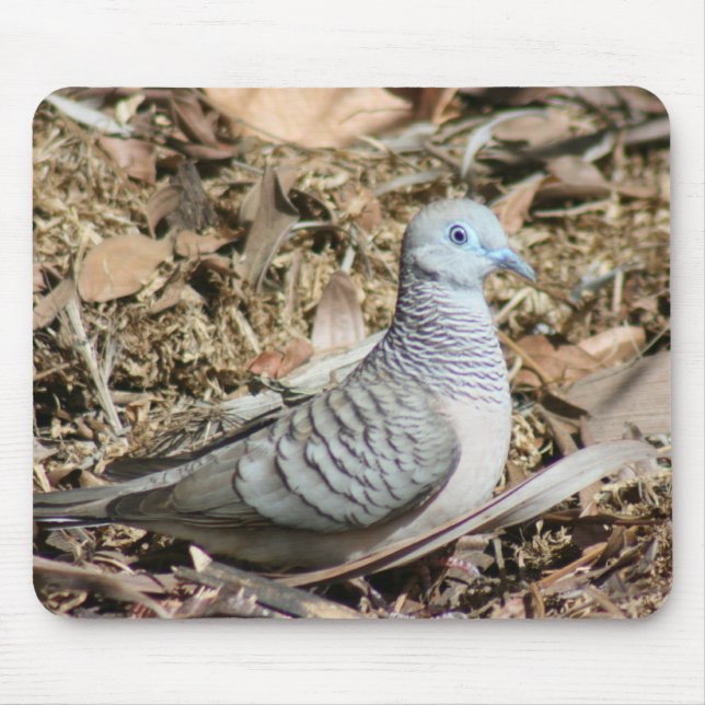 Mousepad Porta pacífica - Geopelia placida (Frente)