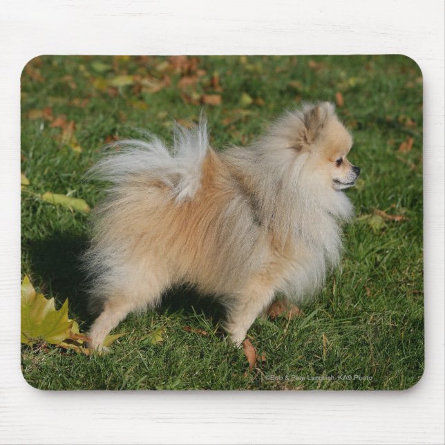 Mousepad Posição de Pomeranian (Frente)