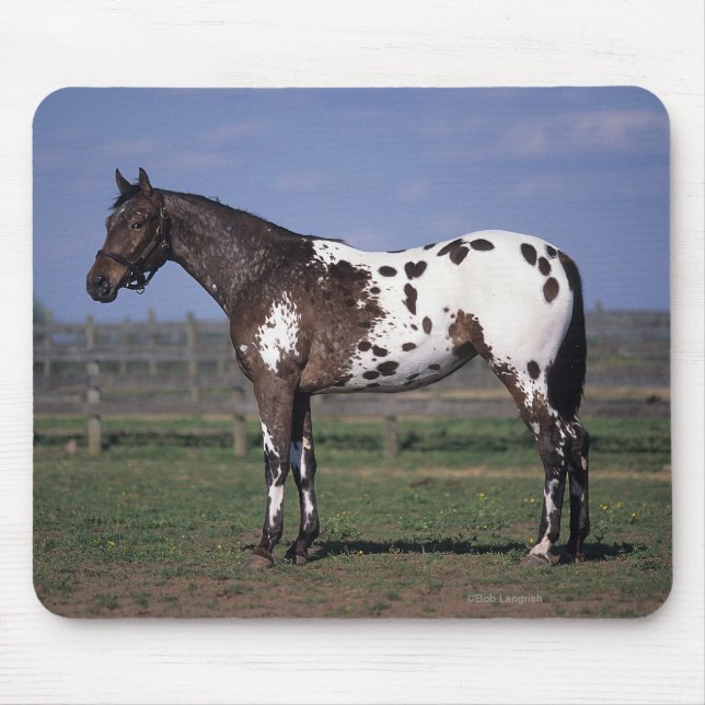 Mousepad Posição do cavalo do Appaloosa (Frente)