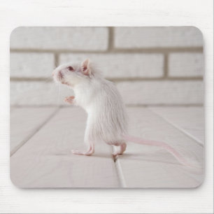 Mousepad Posição do Gerbil