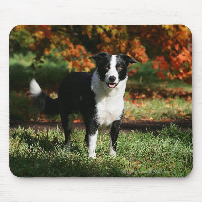 Mousepad Posição do outono de border collie (Frente)