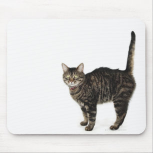 Mousepad Posição masculina doméstica do gato de gato