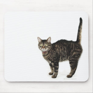 Mousepad Posição masculina doméstica do gato de gato