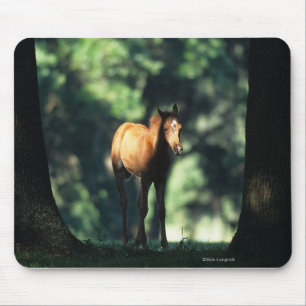 Mousepad Potro árabe nas árvores