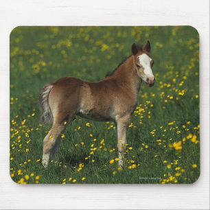 Mousepad Potro de Galês