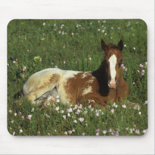 Mousepad Potro do Appaloosa que estabelece nas flores