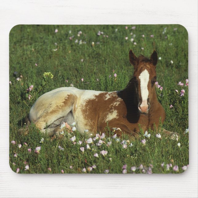 Mousepad Potro do Appaloosa que estabelece nas flores (Frente)