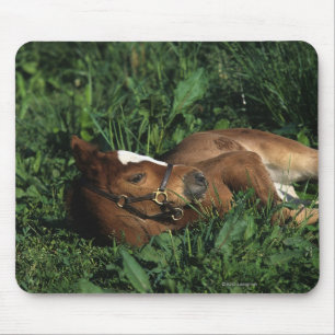 Mousepad Potro do puro-sangue que encontra-se para baixo