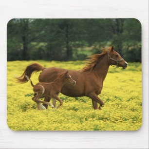 Mousepad Potro e égua árabes correndo por