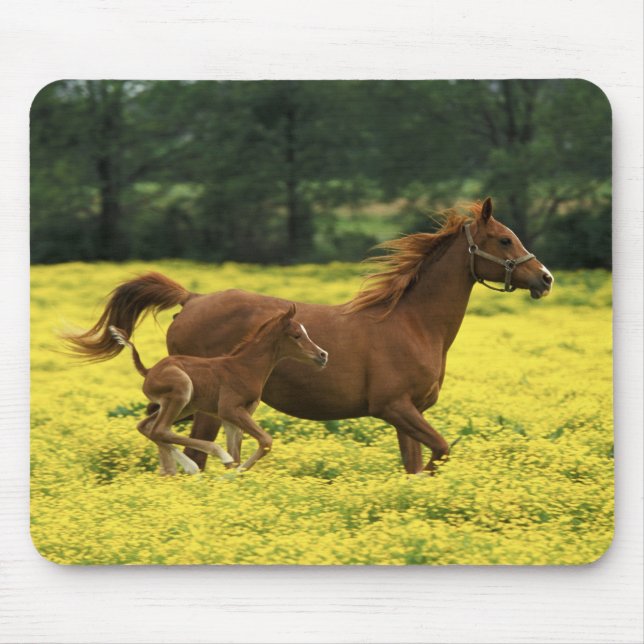 Mousepad Potro e égua árabes correndo por (Frente)