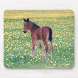Mousepad Potro em Campo de Dente-de-Leão