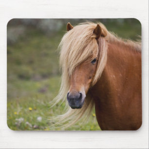 Mousepad Potro islandês