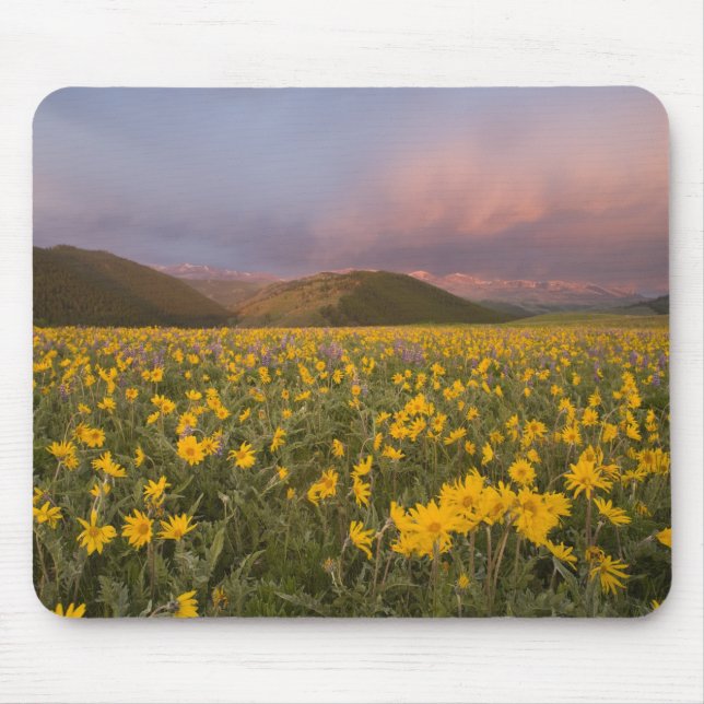 Mousepad Prado de flores silvestres espetacular ao nascer d (Frente)