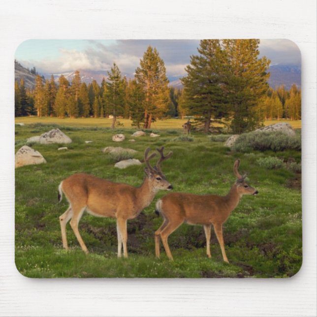 Mousepad Prado de Tuolumne, Yosemite (Frente)