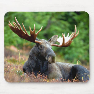 Mousepad Prado majestoso dos alces