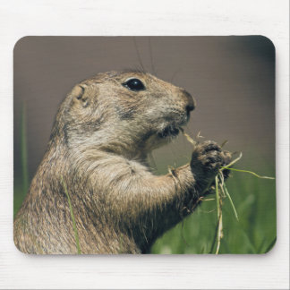 Mousepad Prairie dog
