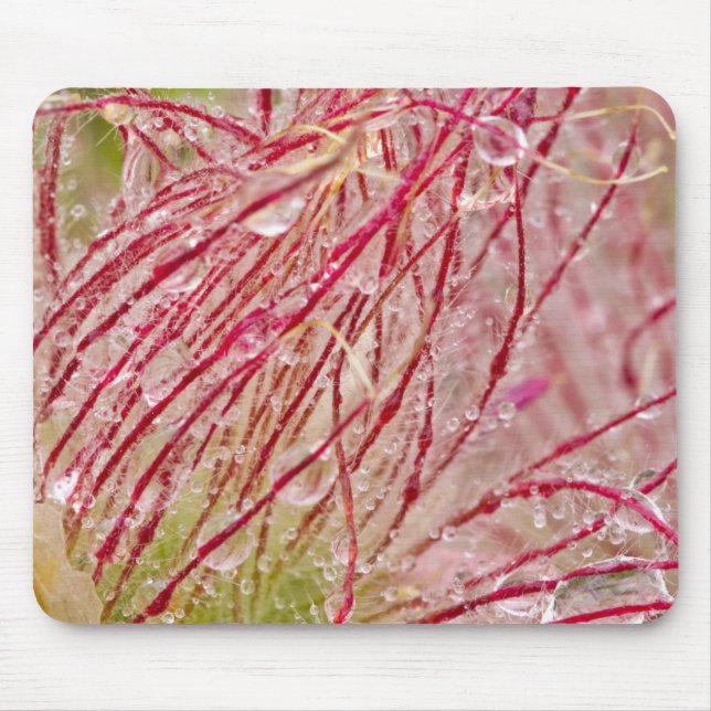 Mousepad Prairie Smoke na chuva em Theodore (Frente)